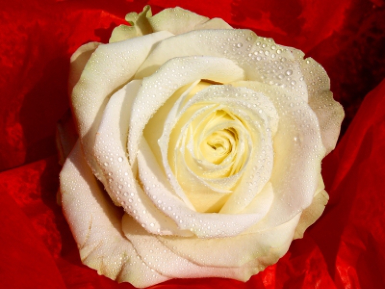 Weiße Rose auf rotem Grund von rike_pixelio.de