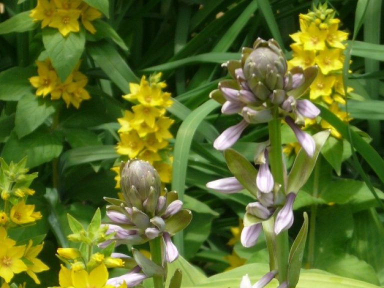 Blütenpracht im Park Härle